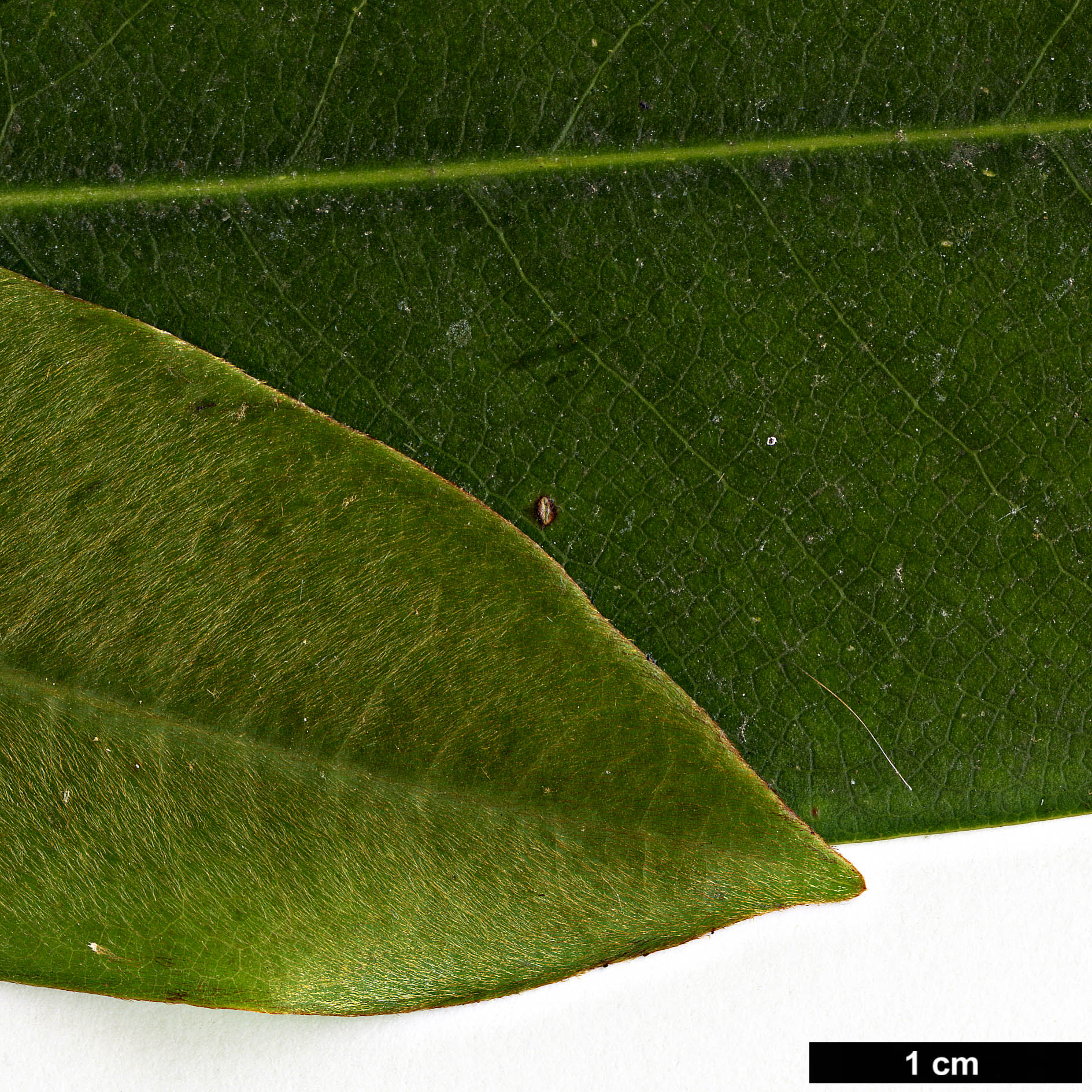 High resolution image: Family: Magnoliaceae - Genus: Magnolia - Taxon: cavaleriei - SpeciesSub: var. platypetala